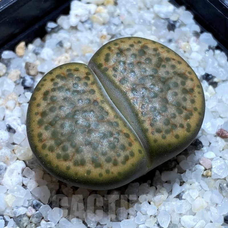 SH20399 Lithops fulviceps C278