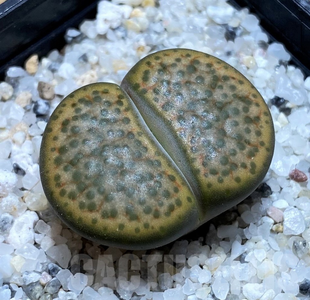 SH20399 Lithops fulviceps C278