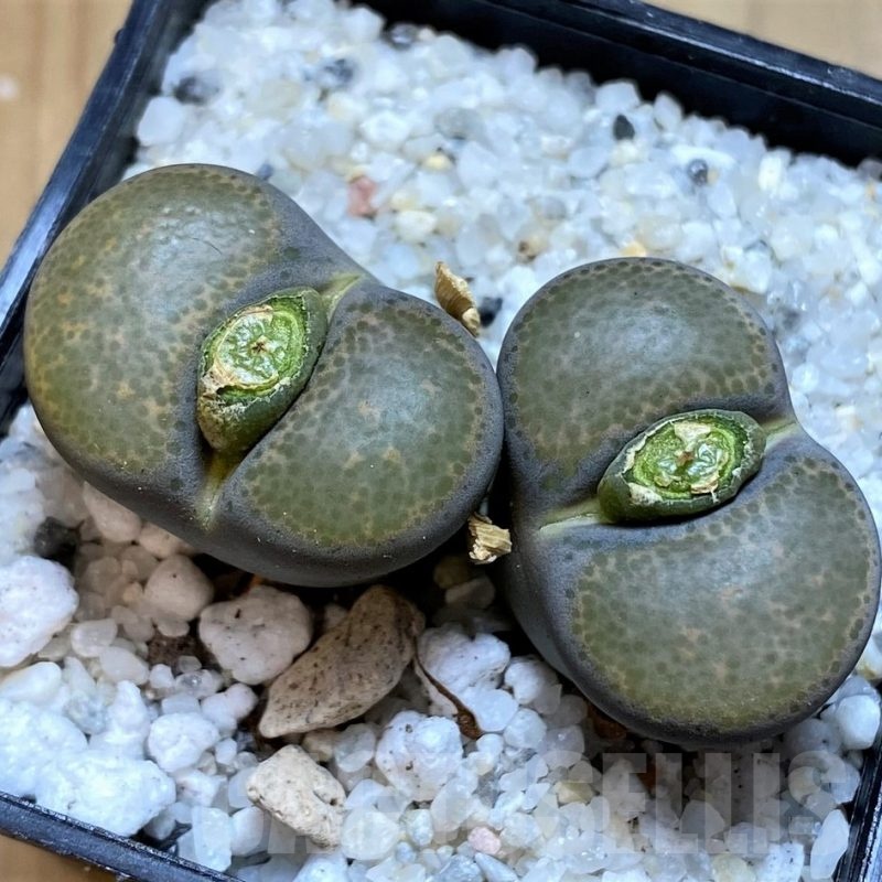 SH20401 Lithops terricolor v. peersii SH1693