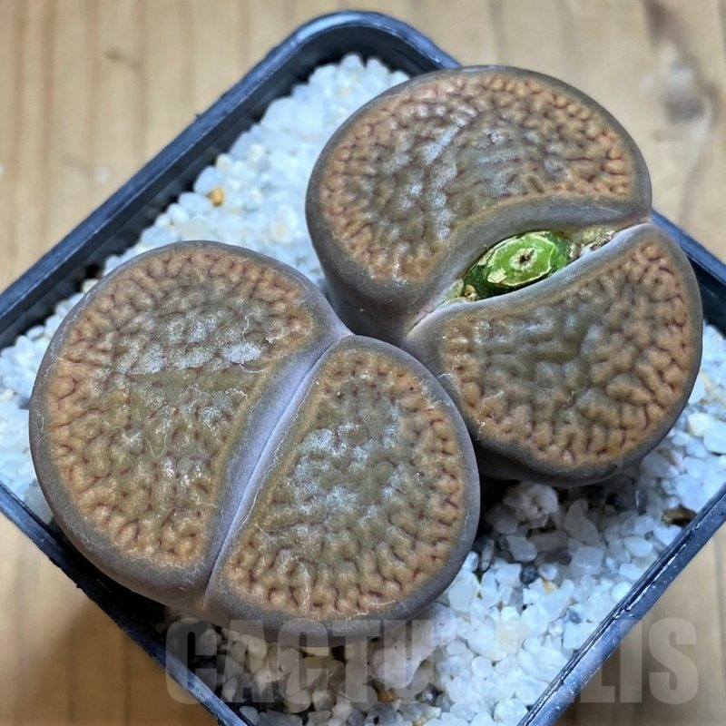 SH20402 Lithops hookeri, 7 years old