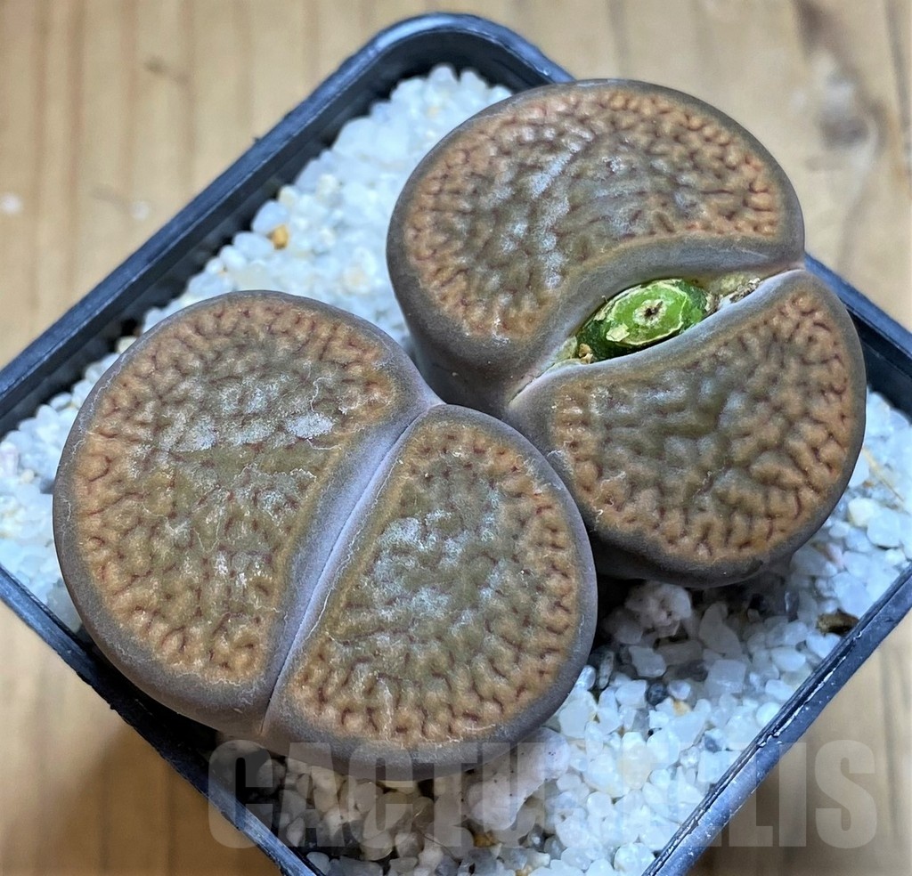 SH20402 Lithops hookeri, 7 years old