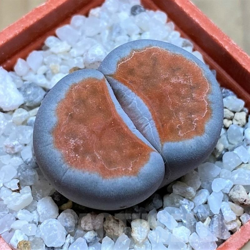 SH20346 Lithops karasmontana 'Top Red'
