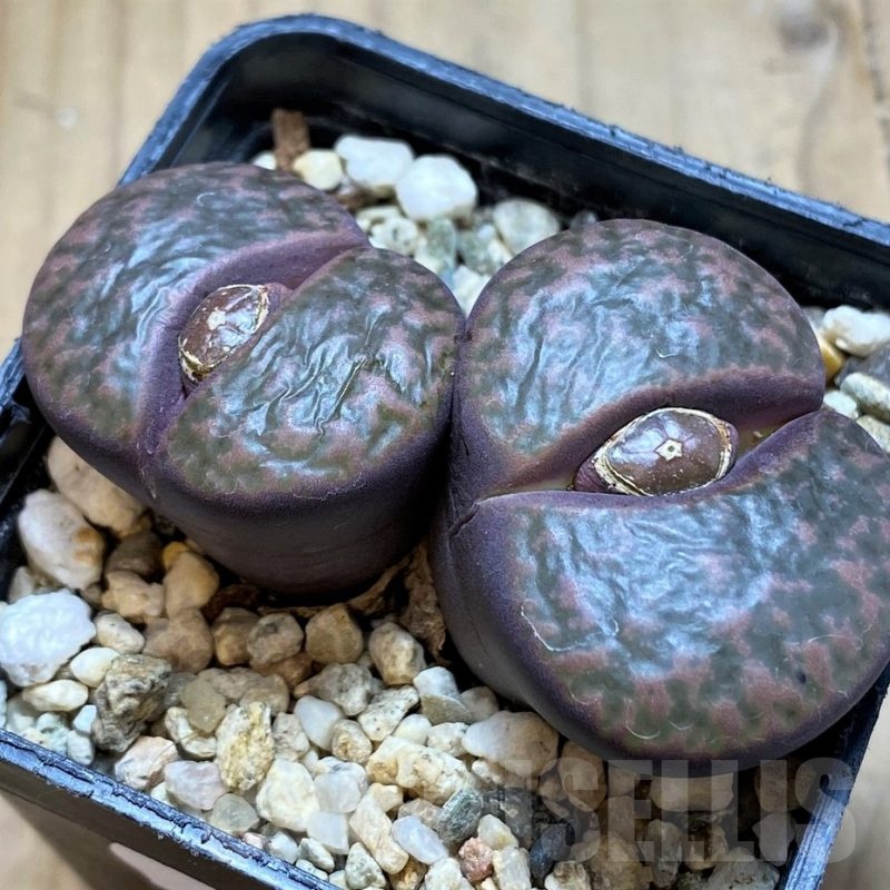 SH20403 Lithops bromfieldii v. glaudinae 'Embers' C393A