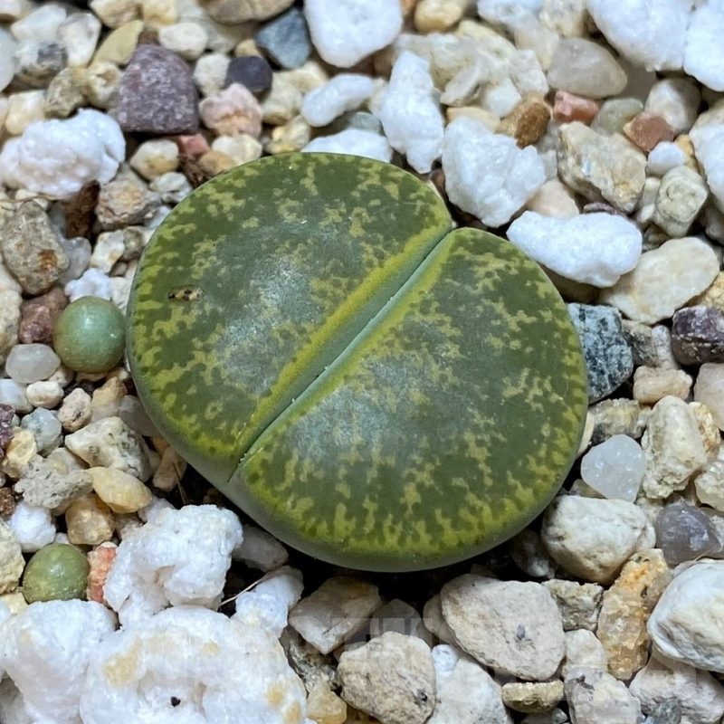 SH20404 Lithops lesliei v. albinica C005B
