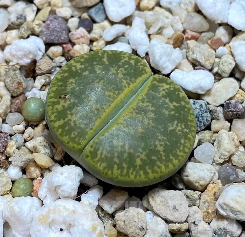 SH20404 Lithops lesliei v. albinica C005B