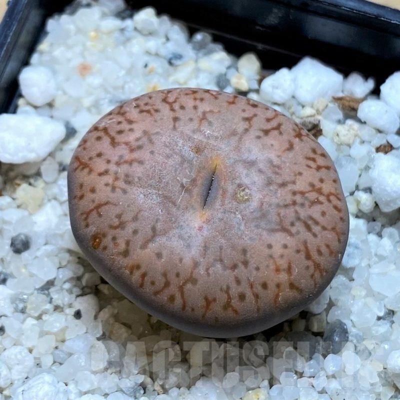 SH20405 Lithops pseudotruncatella