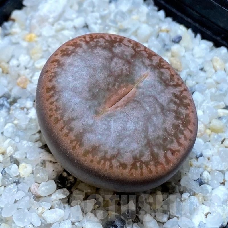 SH20406 Lithops pseudotruncatella