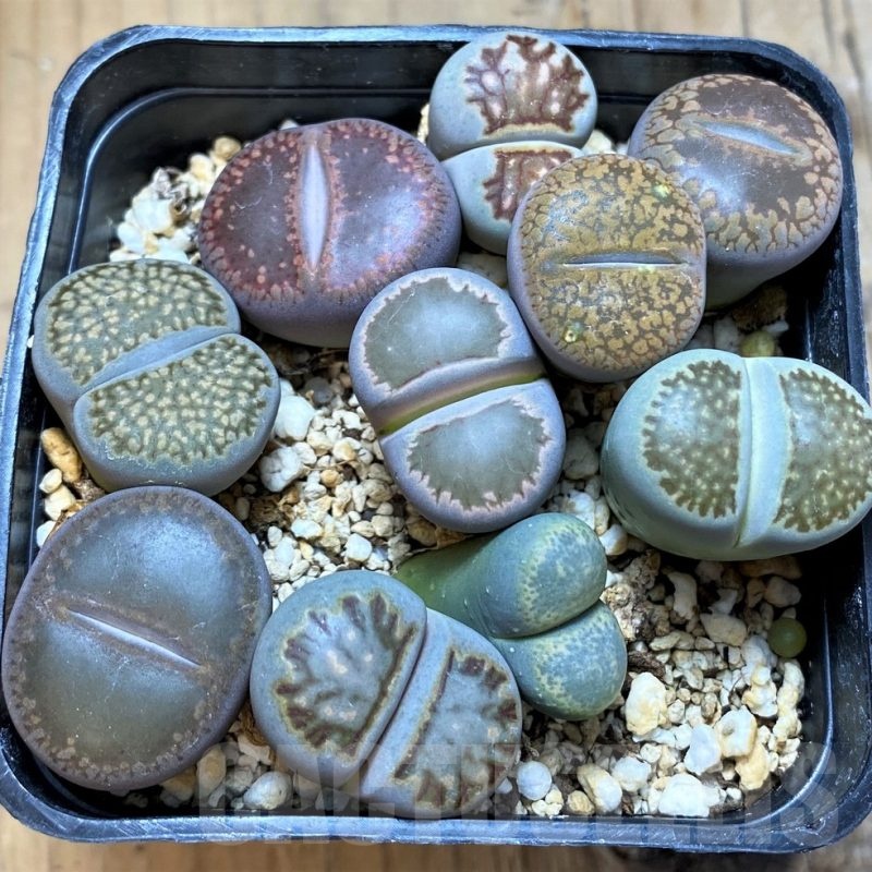 SH20410 Lithops mix