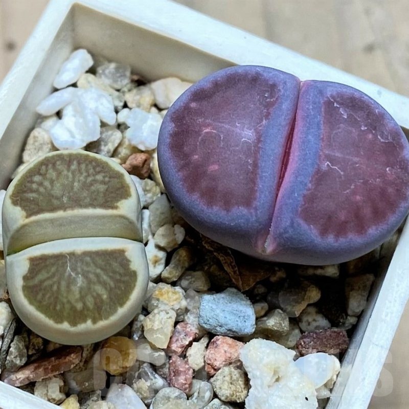 SH20347 Lithops julii ‘Kikushogiyoku’ hybrid x Lithops salicola ‘Sato’s Violet’ hybrid