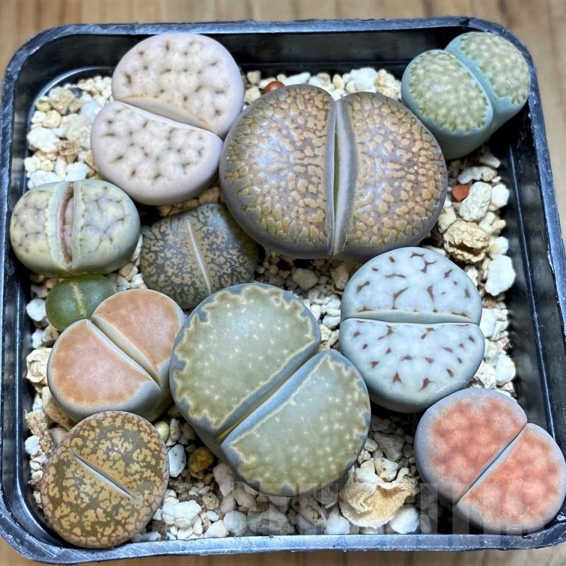 SH20414 Lithops mix