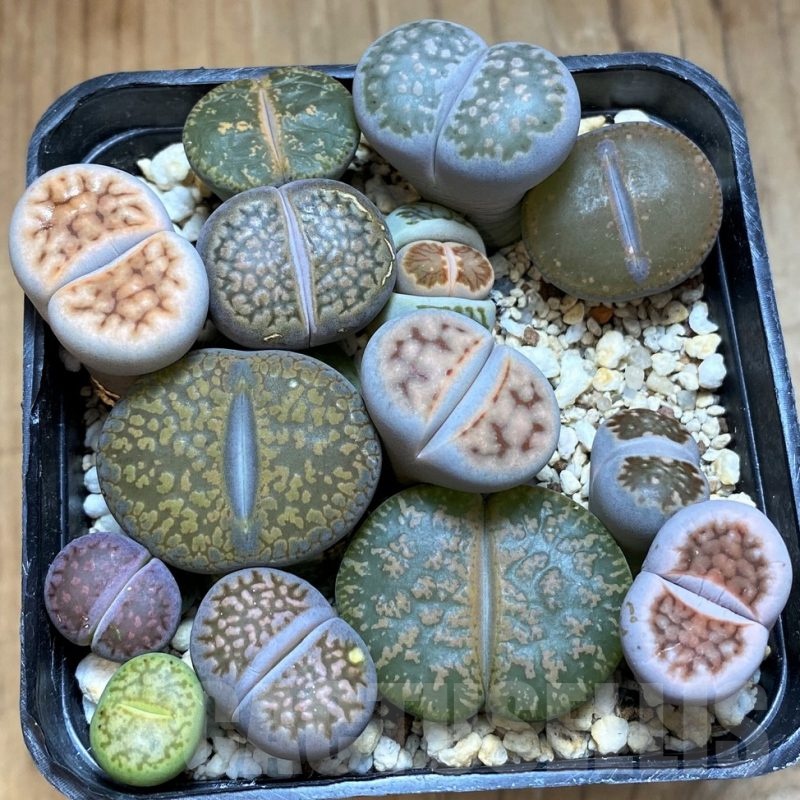 SH20415 Lithops mix