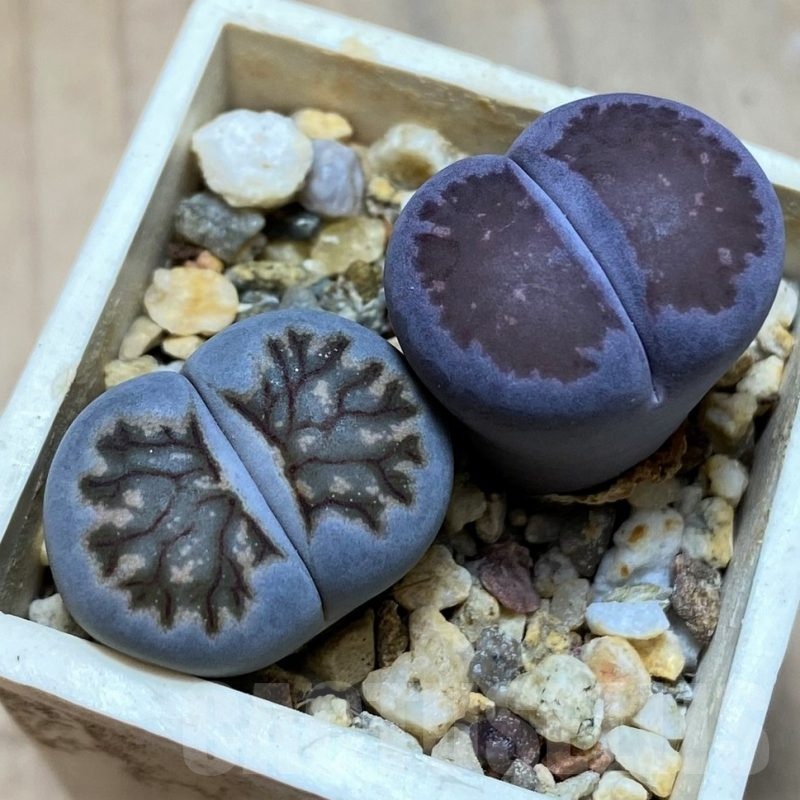 SH20348 Lithops julii ‘Kikushogiyoku’ hybrid x Lithops salicola ‘Sato’s Violet’ hybrid