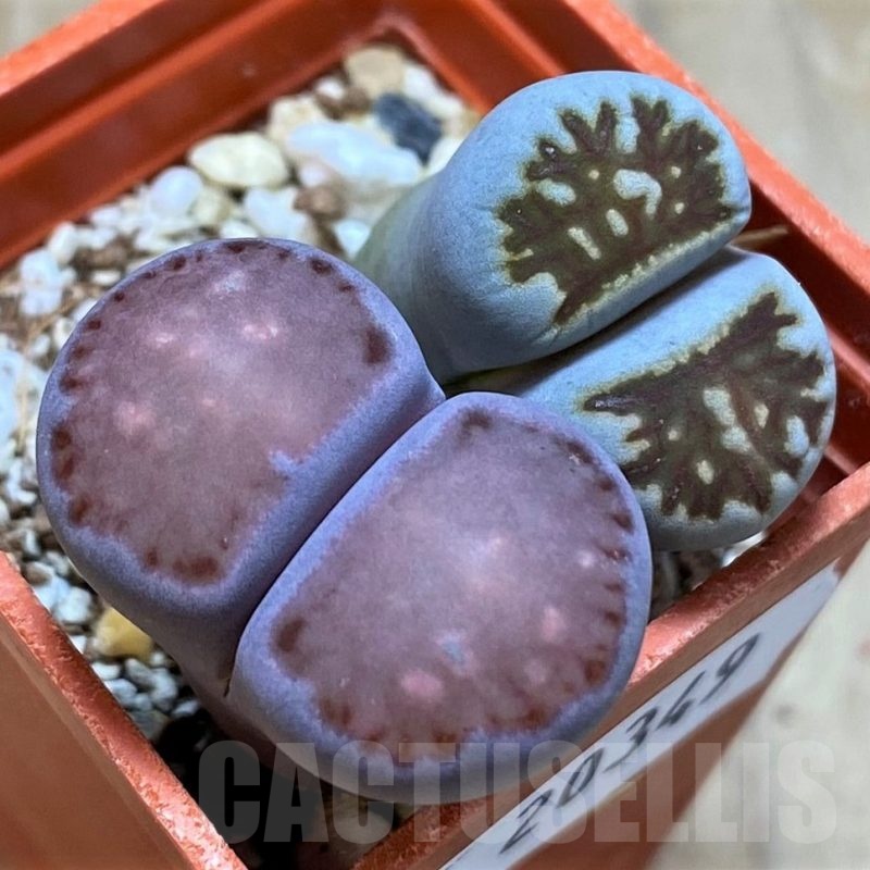 SH20349 Lithops julii ‘Kikushogiyoku’ hybrid x Lithops salicola ‘Sato’s Violet’ hybrid