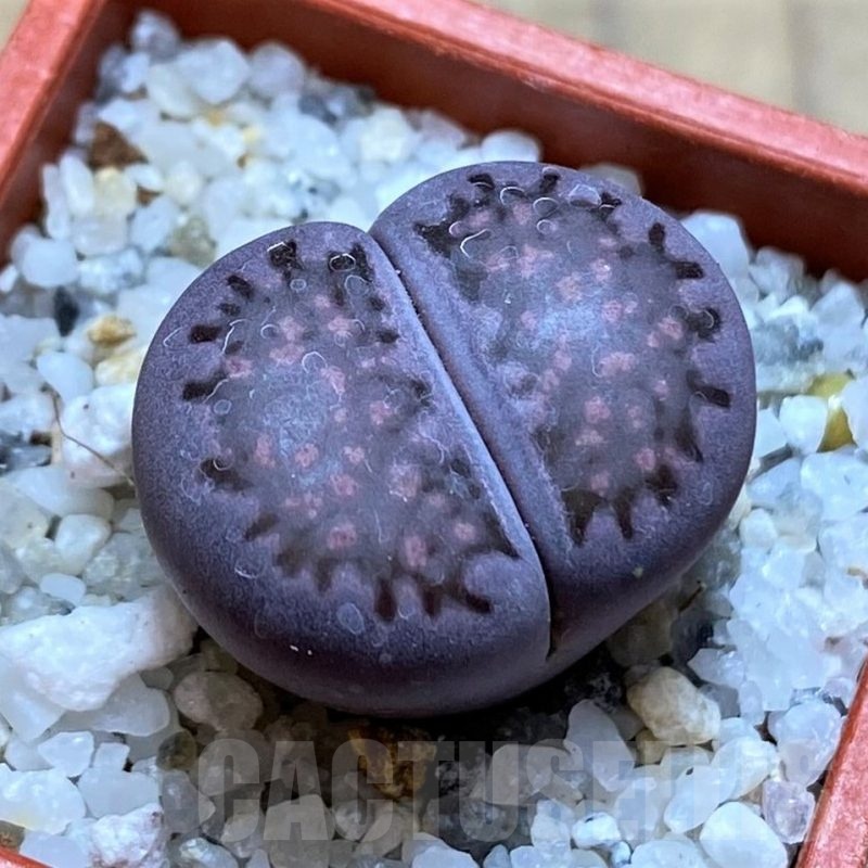 SH20341 Lithops salicola 'Sato's Violet' hybrid