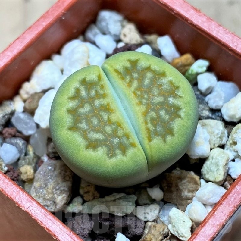 SH20351 Lithops hallii 'Green Soapstone'