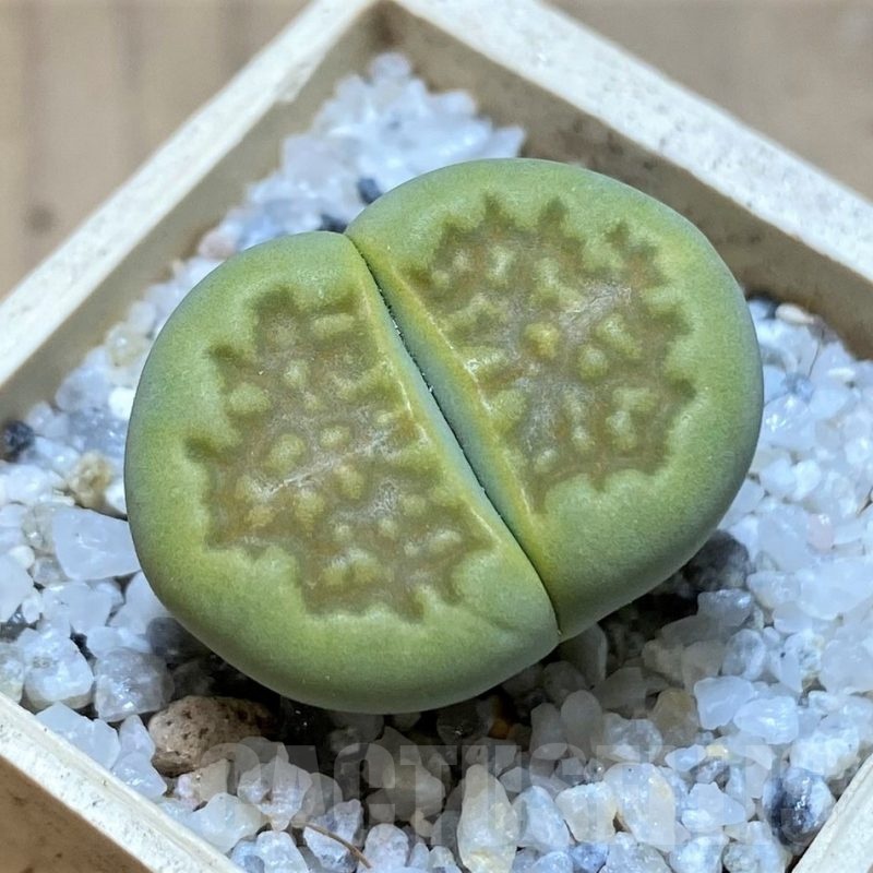 SH20352 Lithops hallii 'Green Soapstone'