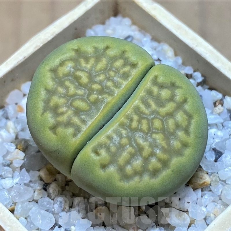 SH20353 Lithops hallii 'Green Soapstone'