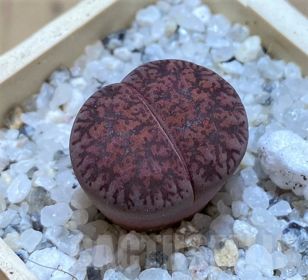 SH20354 Lithops lesliei 'Fred's Redhead'