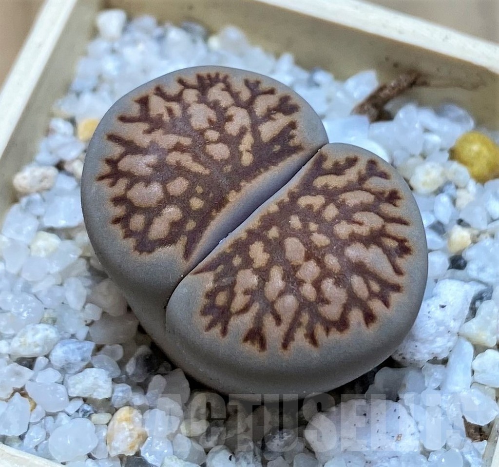 SH20355 Lithops julii ‘Kikushogiyoku’ hybrid