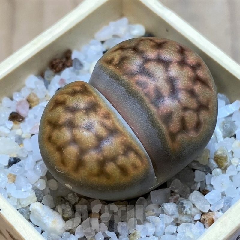 SH20357 Lithops karasmontana v. bella