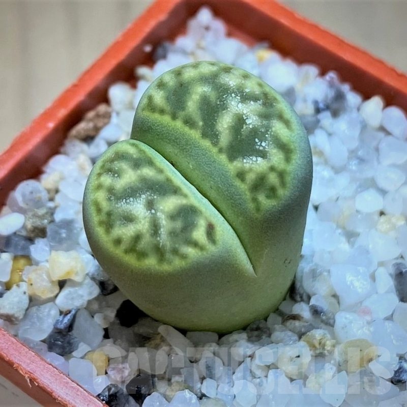 SH20358 Lithops bromfieldii 'Sulphurea'