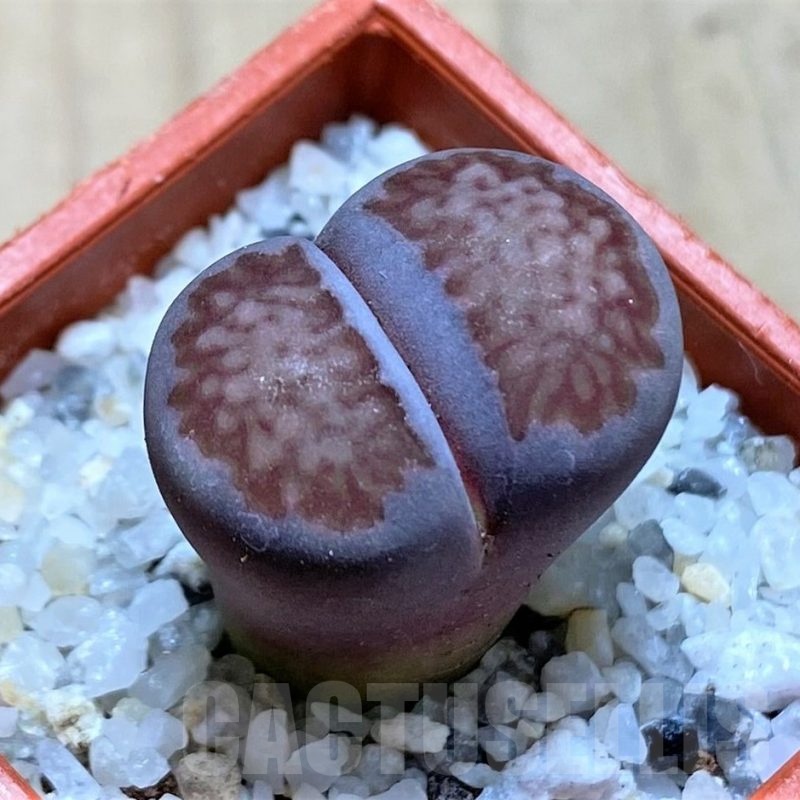 SH20342 Lithops salicola 'Sato's Violet' hybrid