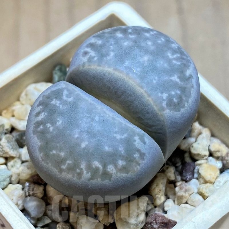 SH20359 Lithops marmorata