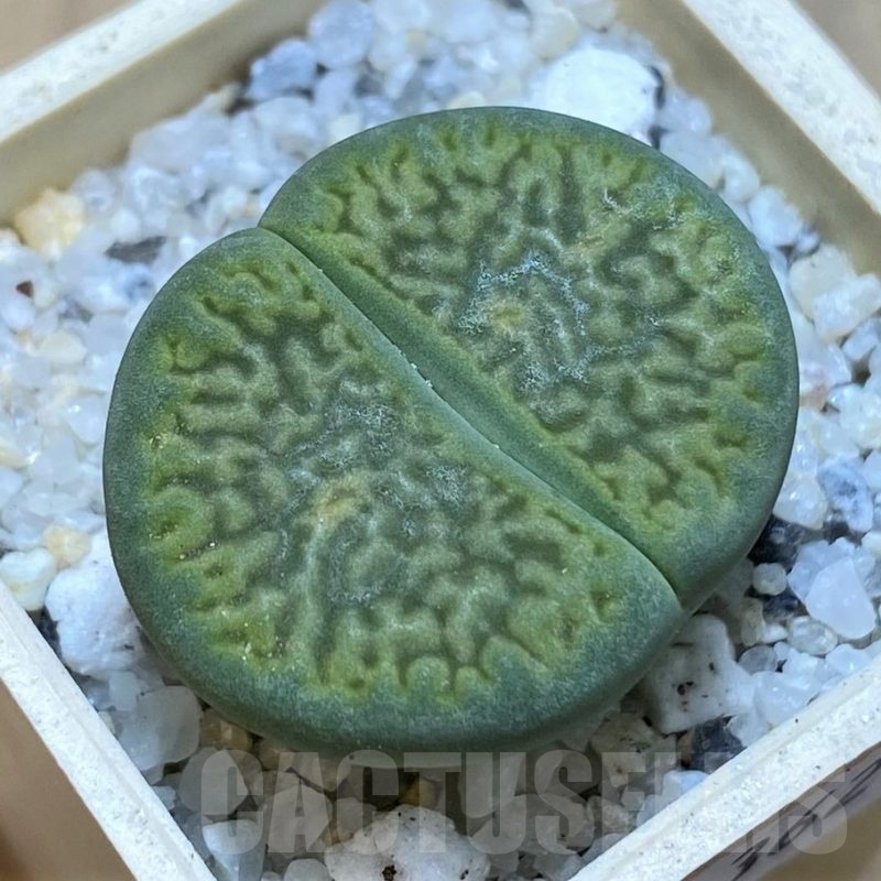 SH20362 Lithops hookeri 'Anna Rosa'