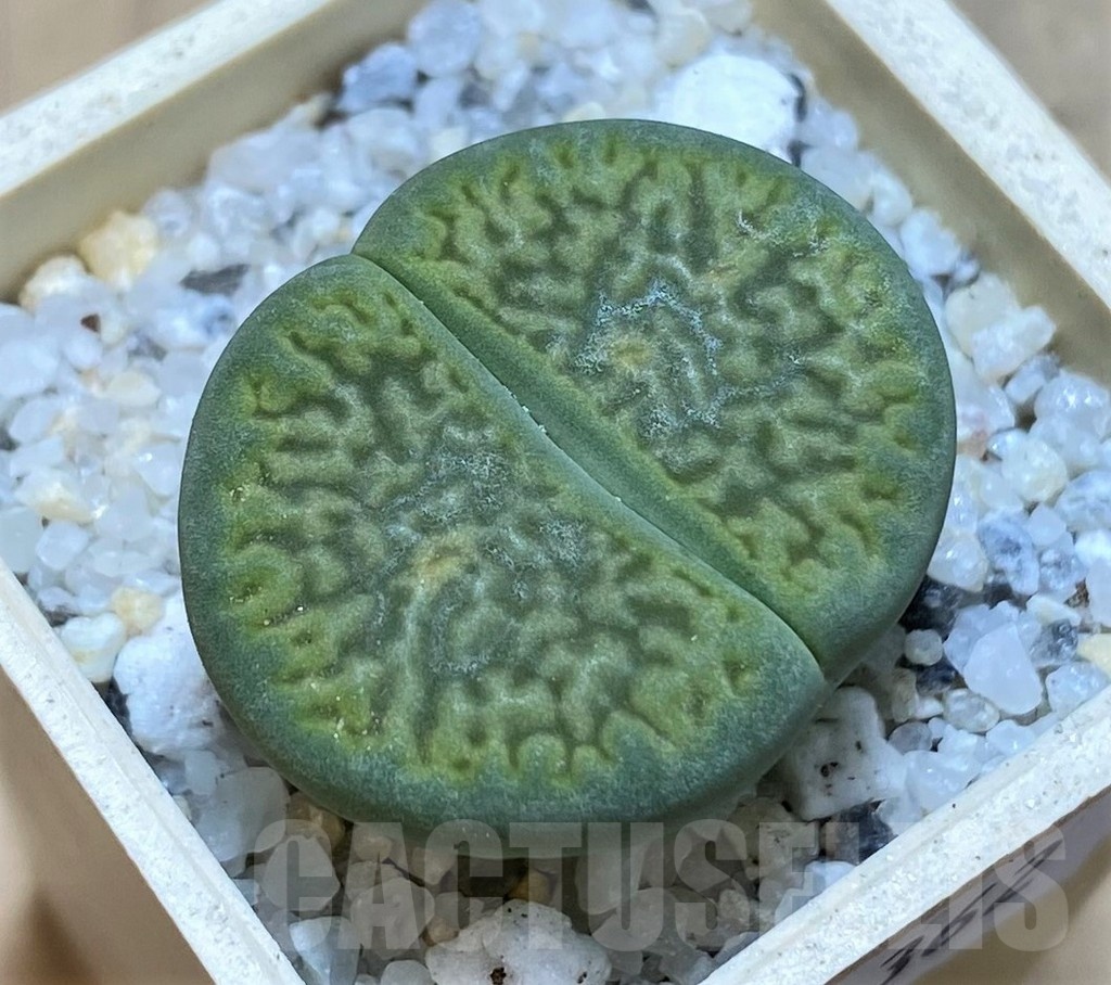 SH20362 Lithops hookeri 'Anna Rosa'