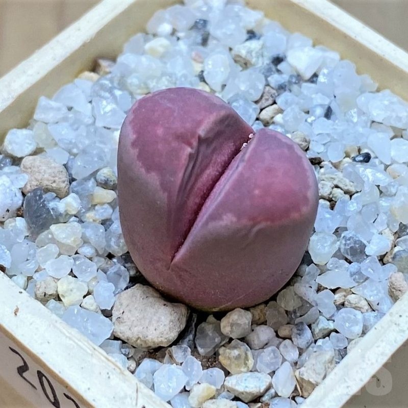 SH20363 Lithops optica 'Rubra'