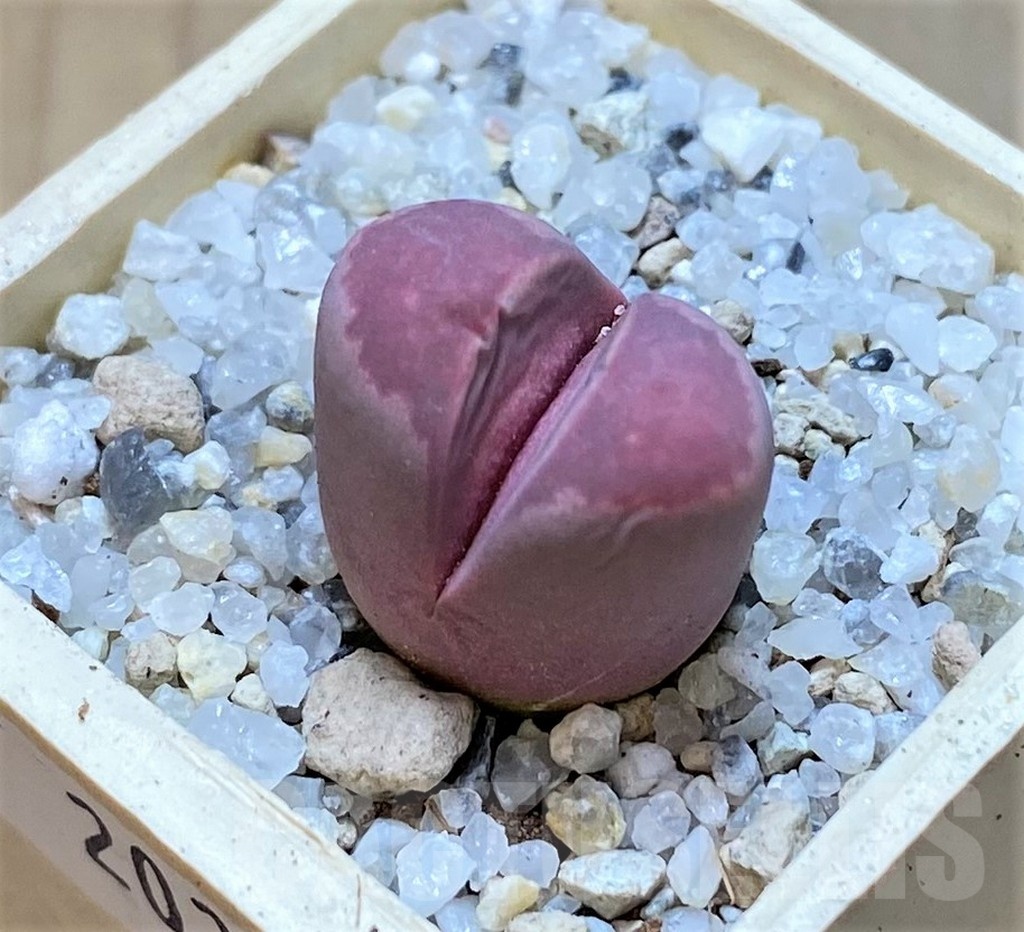 SH20363 Lithops optica 'Rubra'