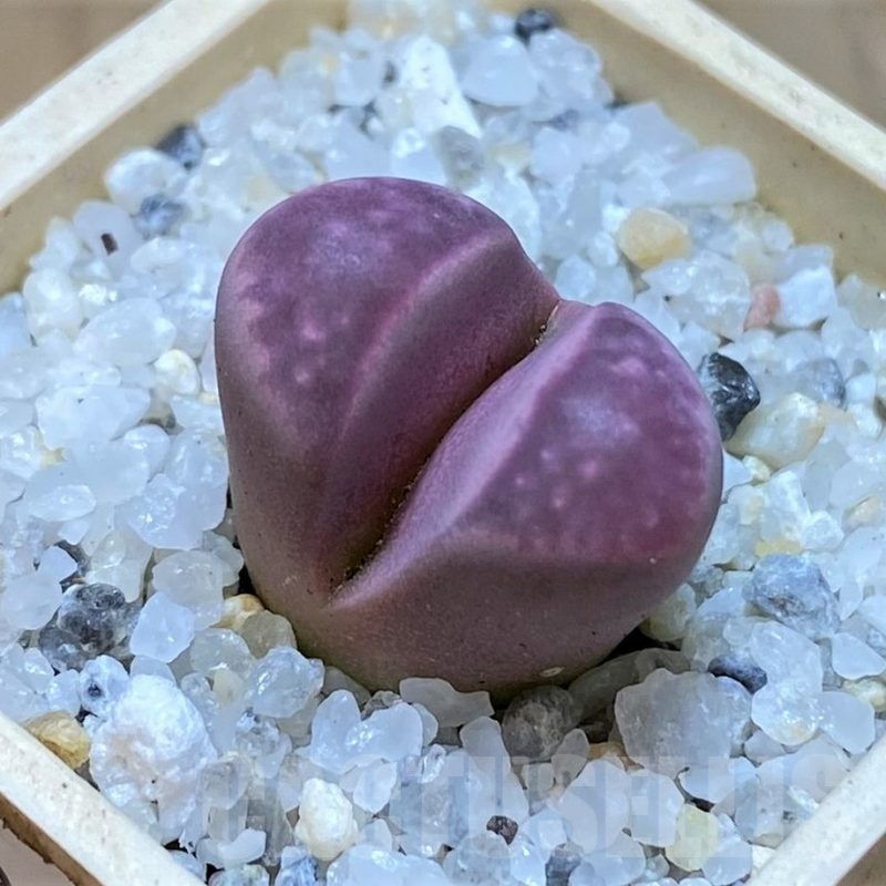 SH20364 Lithops optica 'Rubra'
