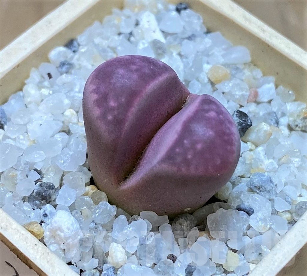 SH20364 Lithops optica 'Rubra'
