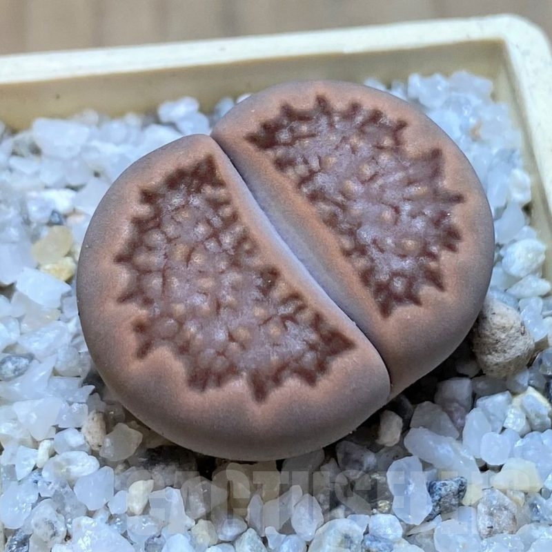 SH20365 Lithops hallii v. ochracea