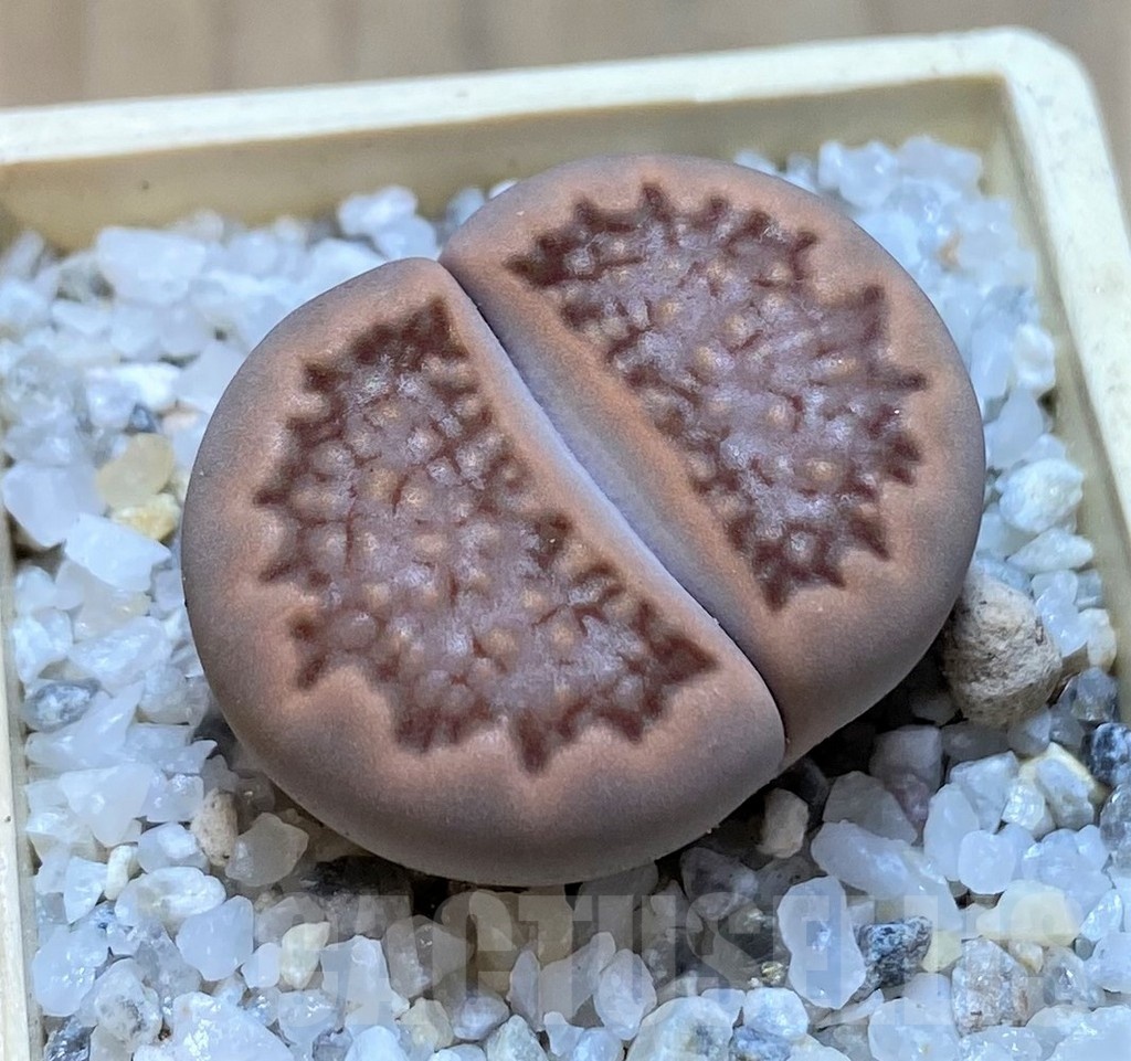 SH20365 Lithops hallii v. ochracea