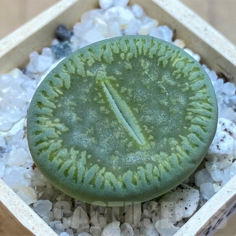 SH20366 Lithops aucampiae 'Bella Ketty'
