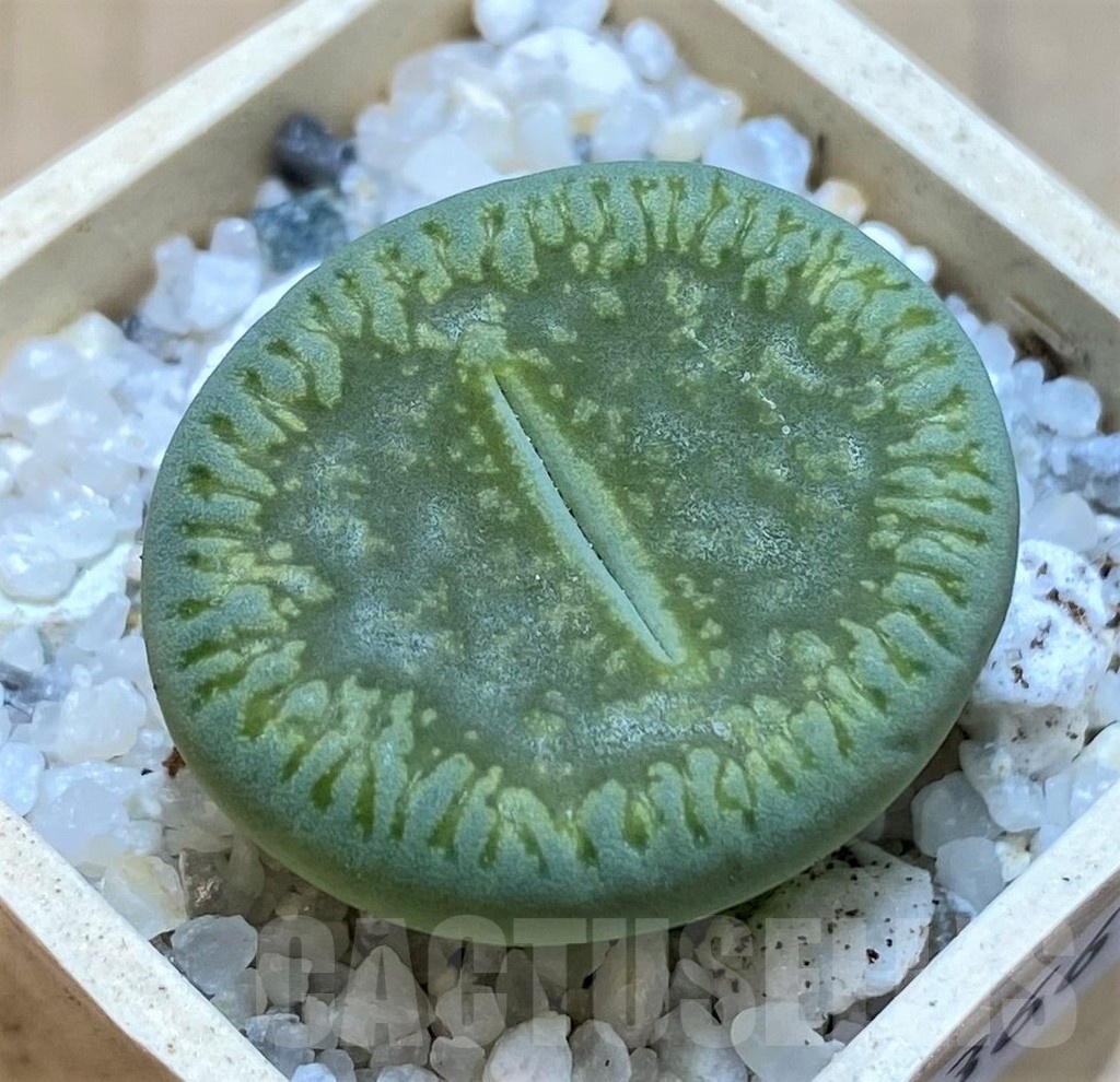 SH20366 Lithops aucampiae 'Bella Ketty'
