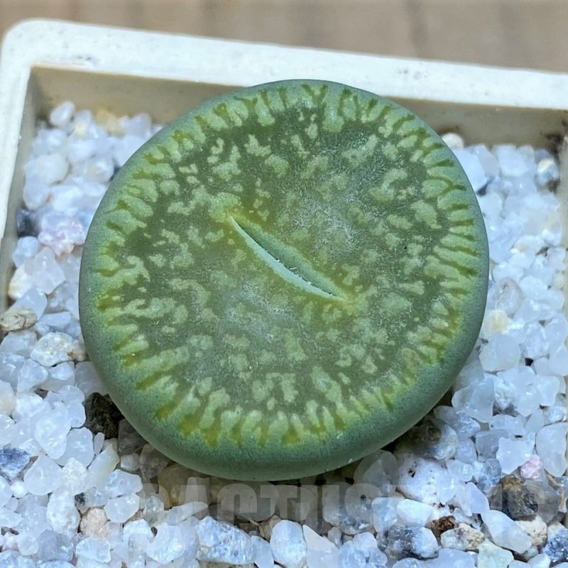SH20367 Lithops aucampiae 'Bella Ketty'