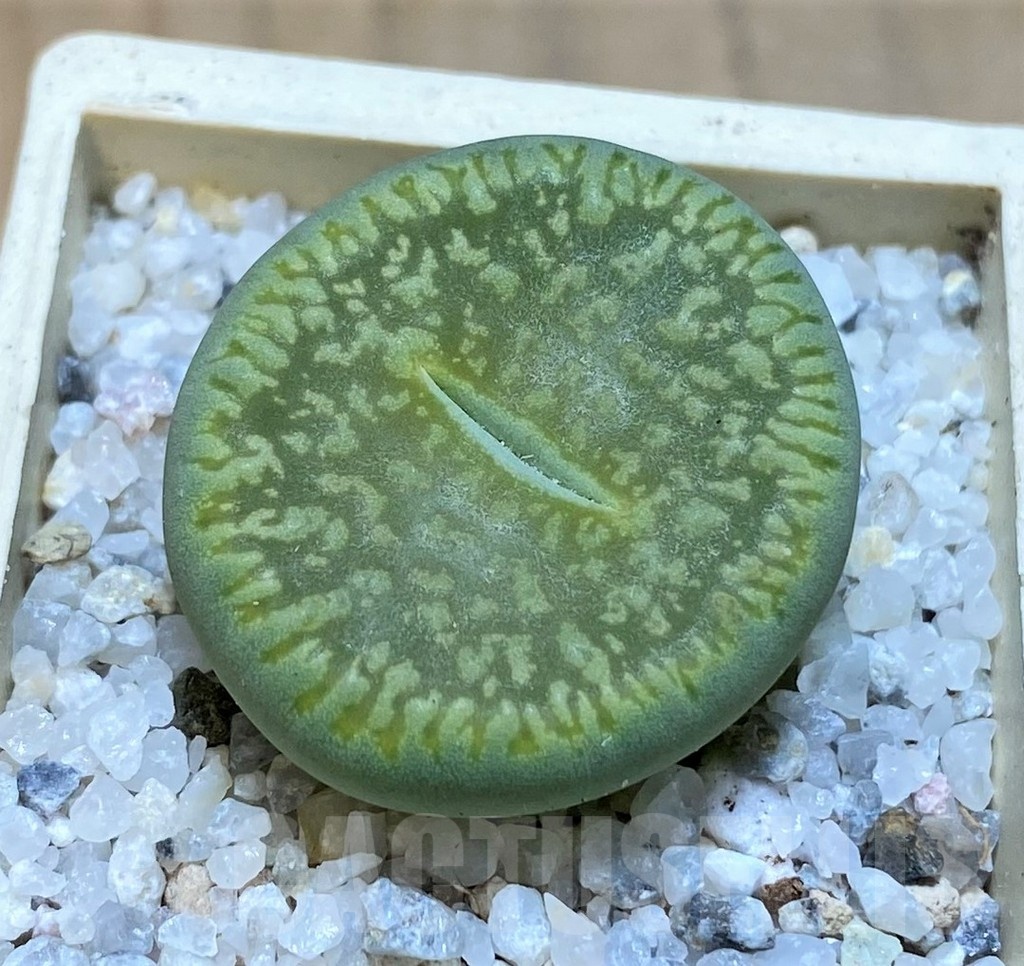 SH20367 Lithops aucampiae 'Bella Ketty'