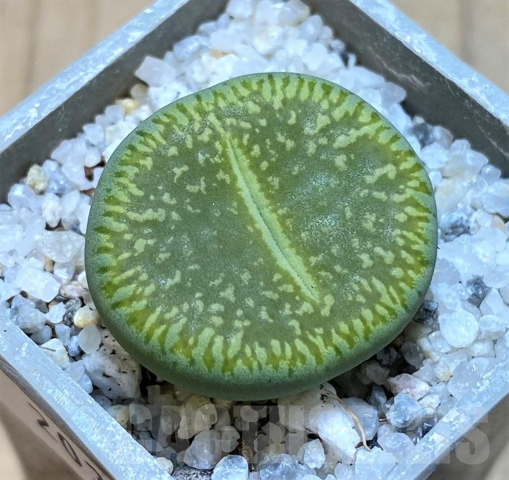 SH20368 Lithops aucampiae 'Bella Ketty'