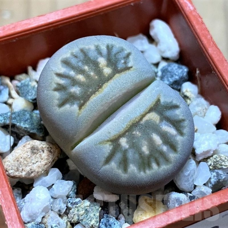 SH20343 Lithops julii ‘Kikushogiyoku’ hybrid