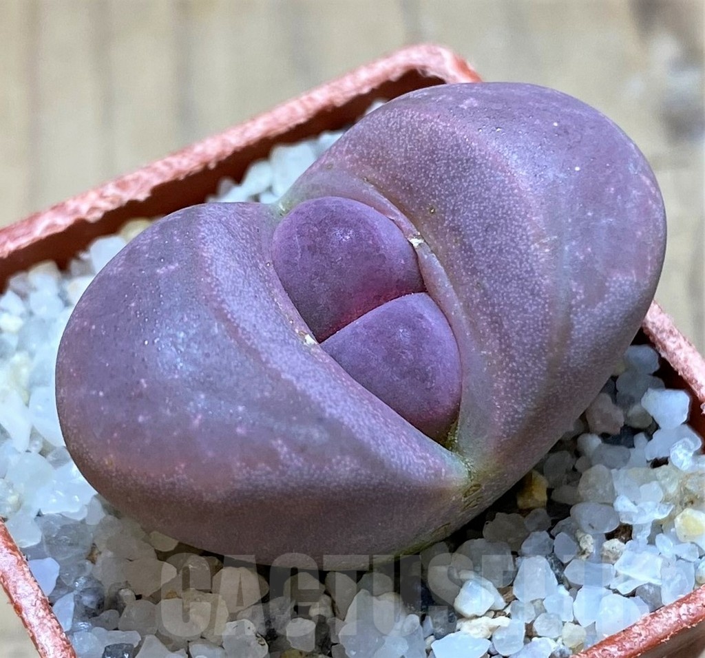 SH20370 Lithops optica 'Rubra'
