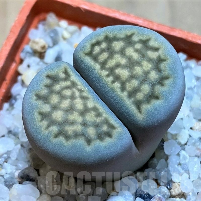 SH20371 Lithops halii C111A