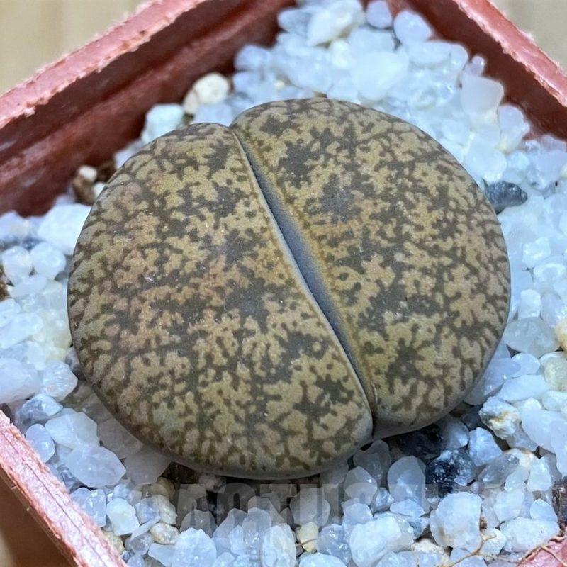 SH20372 Lithops lesliei v. hornii