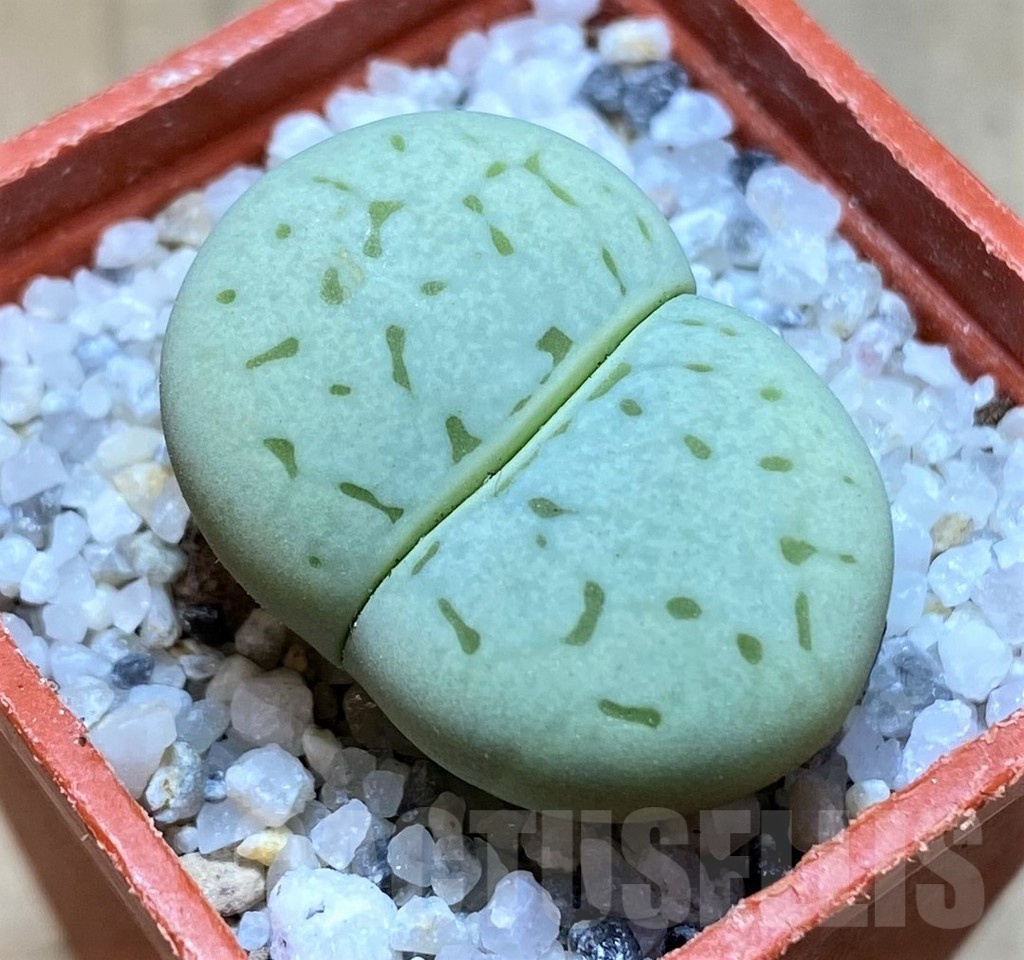 SH20373 Dinteranthus vanzylii 'Emerald'