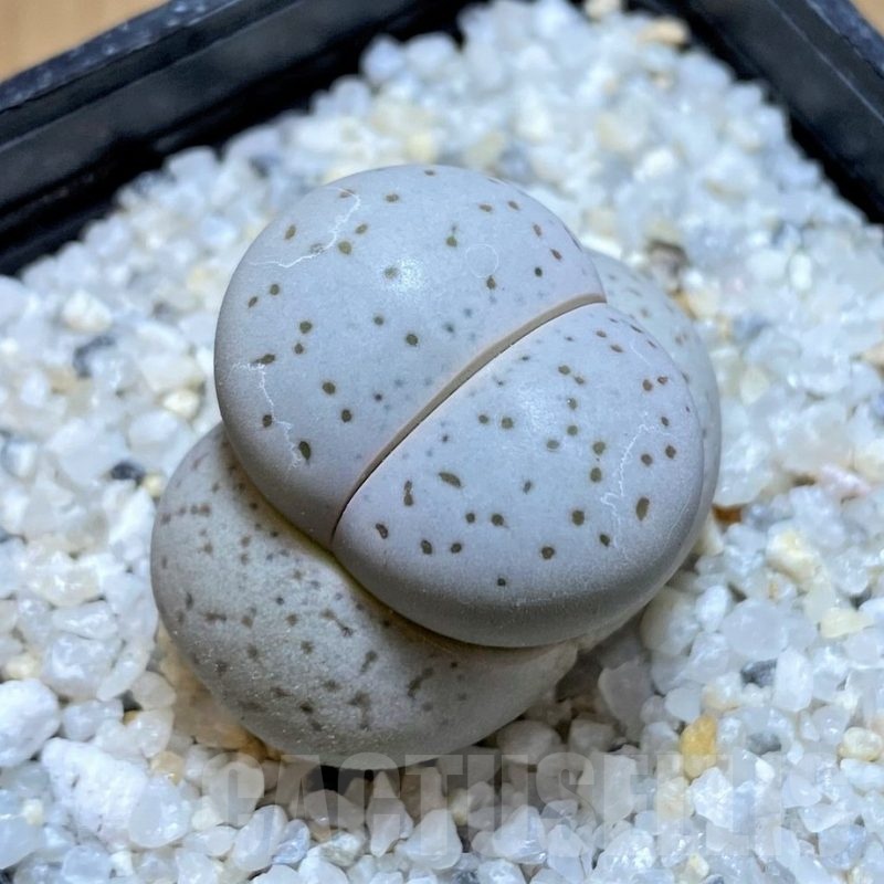 SH20378 Dinteranthus vanzylii