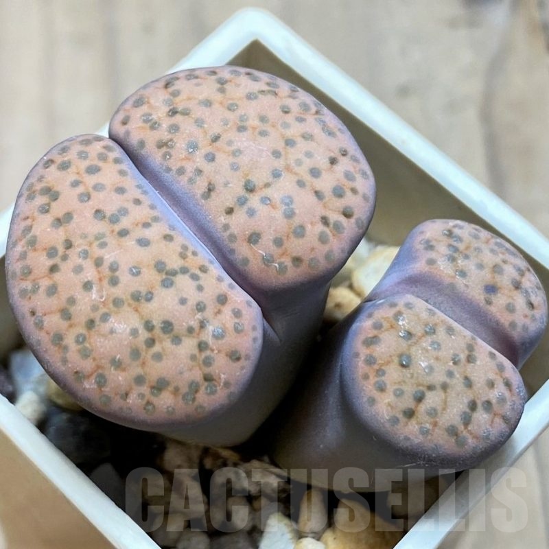 SH20344 Lithops fulviceps v. lydiae