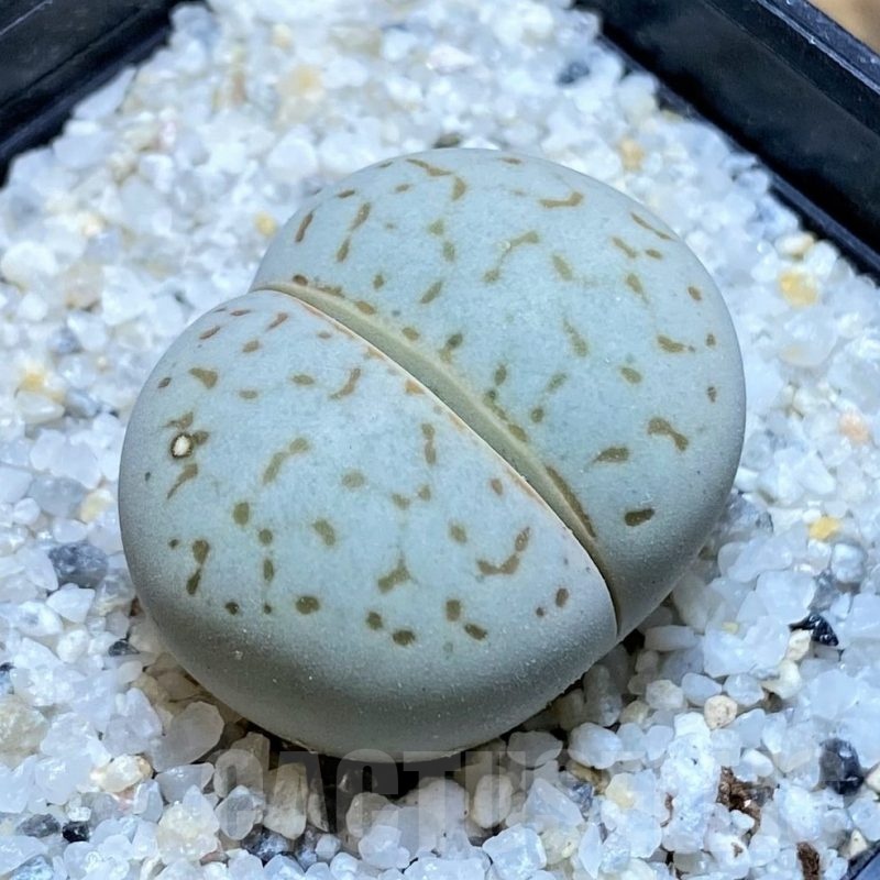 SH20380 Dinteranthus vanzylii