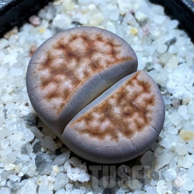 SH20381 Lithops karasmontana v. tischeri