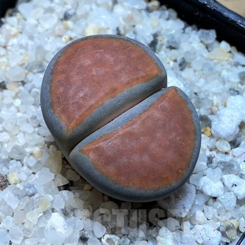 SH20382 Lithops karasmontana 'Top Red'